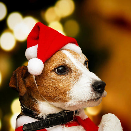 2x Christmas Santa Dog Hat Puppy Kitten Cat Cap Pet Costume Xmas Ornament