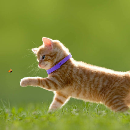 3 Pack Calming Collar for Cats Natural Lavender Pheromone Cat Calming Collars