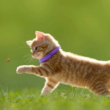 3x Cat Calming Collar 38cm Natural Lavender Pheromone Anxiety Relief