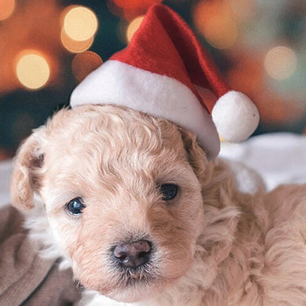 2x Christmas Santa Dog Hat Puppy Kitten Cat Cap Pet Costume Xmas Ornament